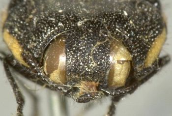 Media type: image;   Entomology 2728 Aspect: head frontal view